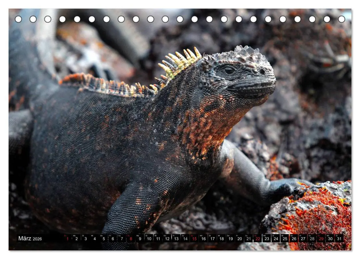 Bild: 9783516141320 | Galapagos Archipel- Faszination Tierwelt (Tischkalender 2026 DIN A5...
