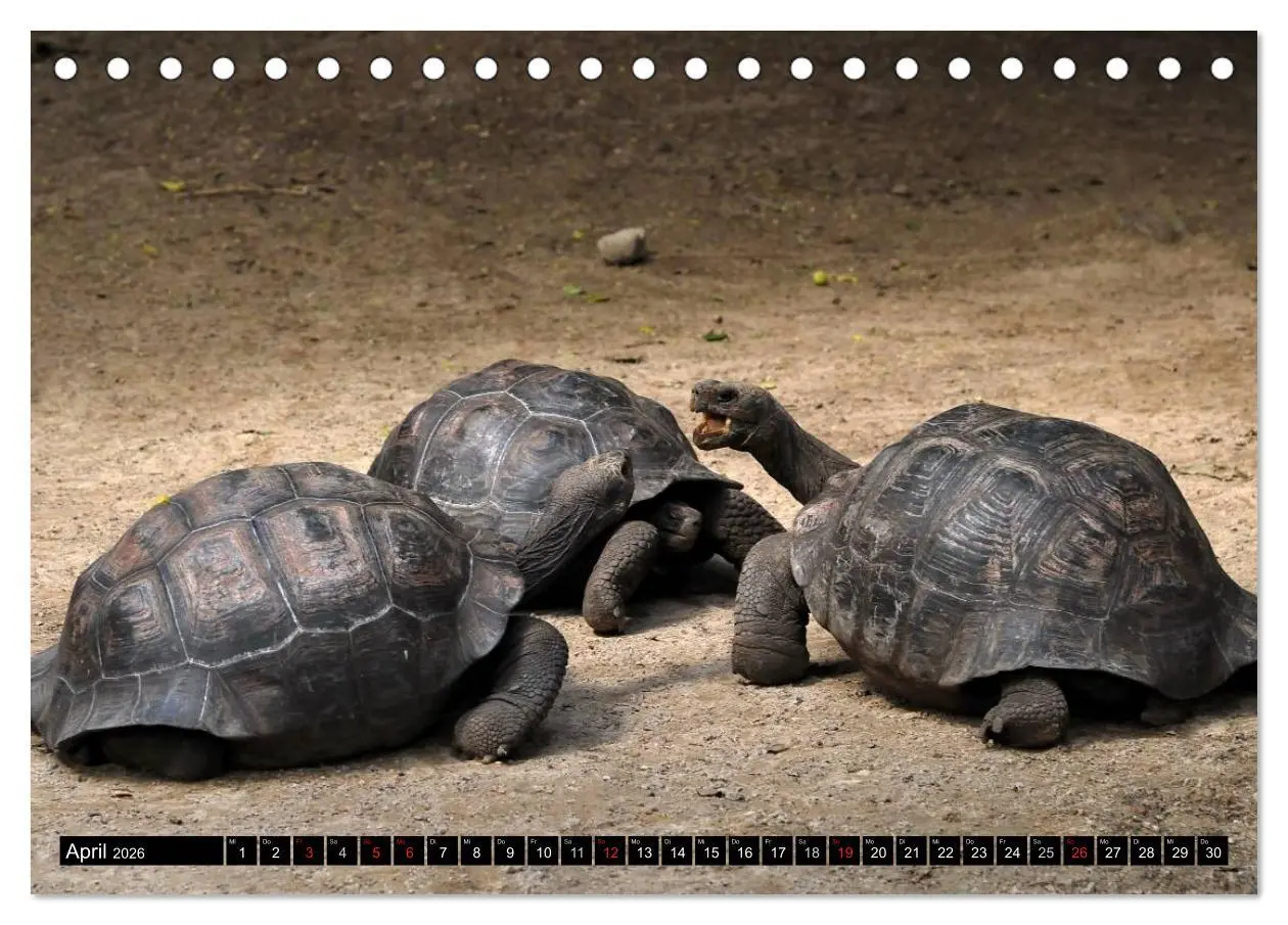 Bild: 9783516141320 | Galapagos Archipel- Faszination Tierwelt (Tischkalender 2026 DIN A5...