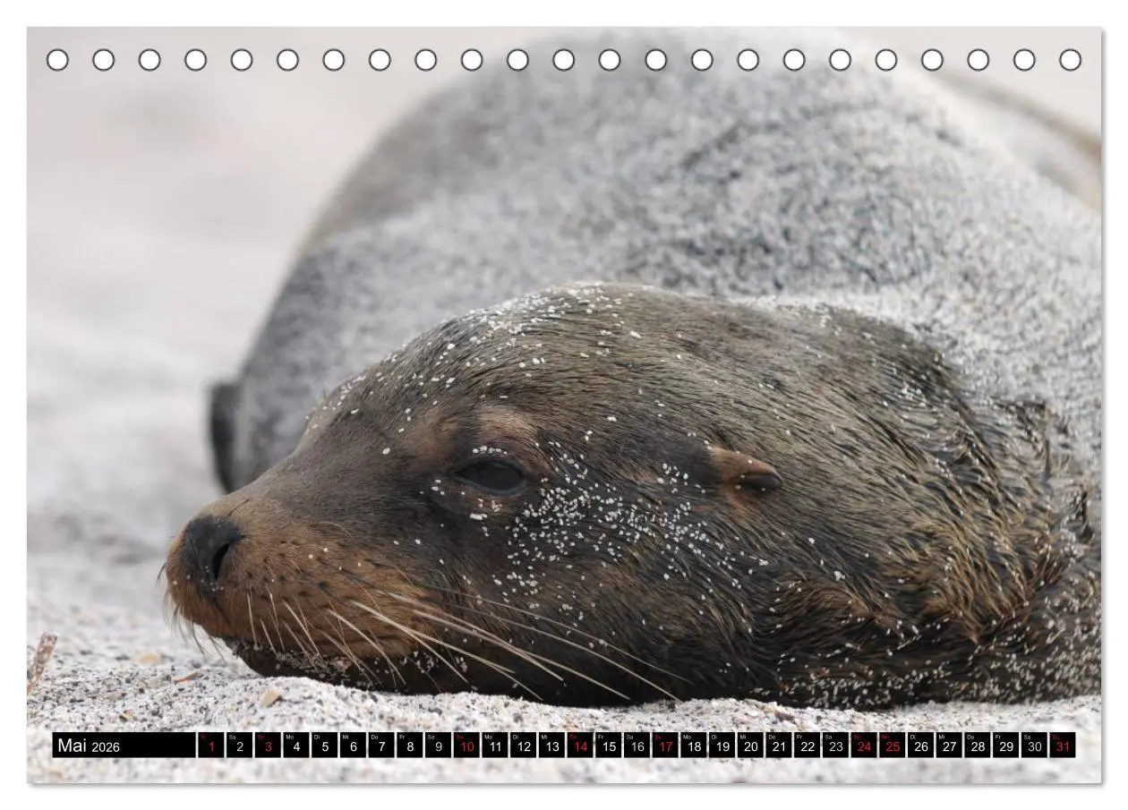 Bild: 9783516141320 | Galapagos Archipel- Faszination Tierwelt (Tischkalender 2026 DIN A5...