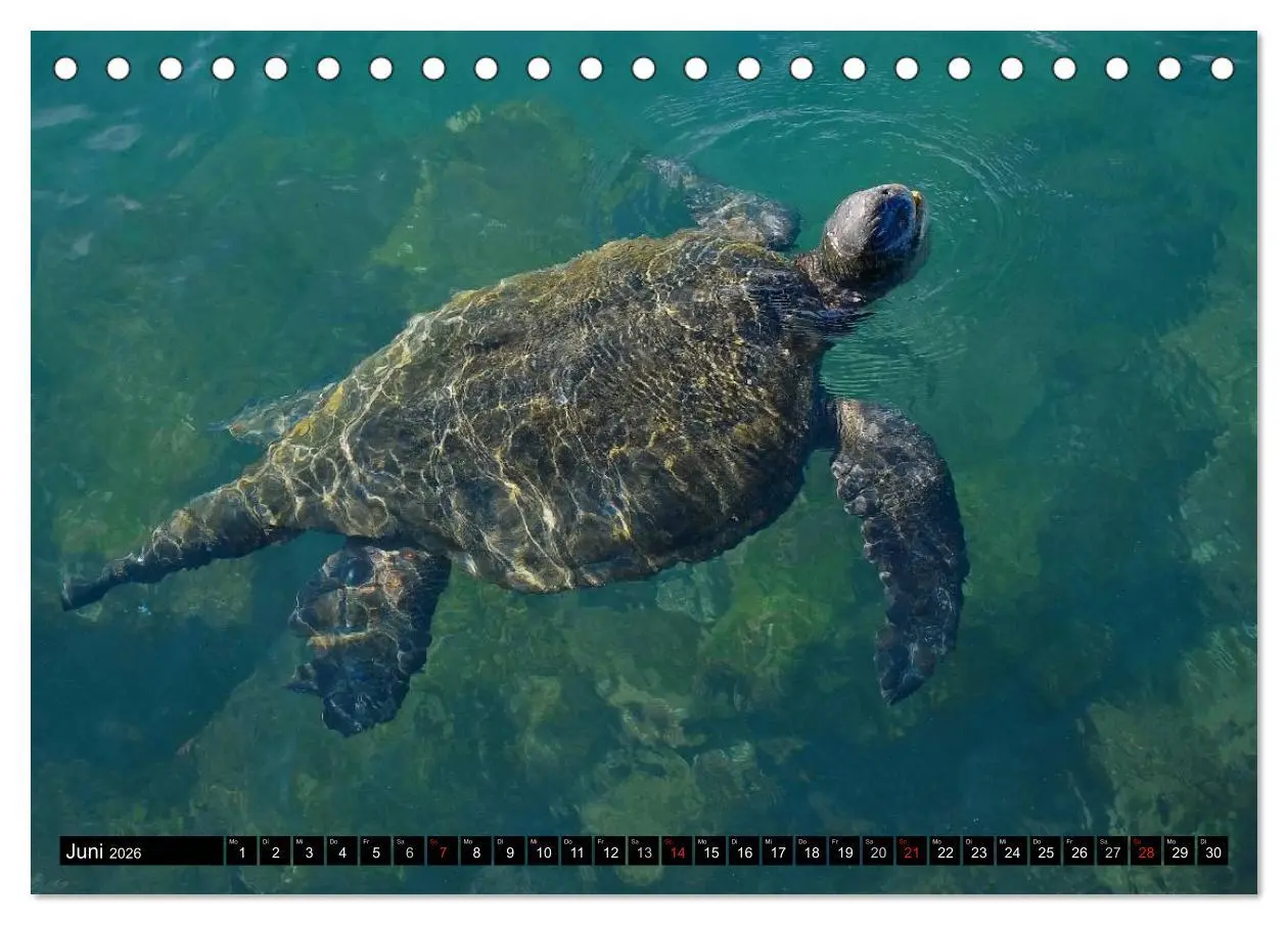 Bild: 9783516141320 | Galapagos Archipel- Faszination Tierwelt (Tischkalender 2026 DIN A5...
