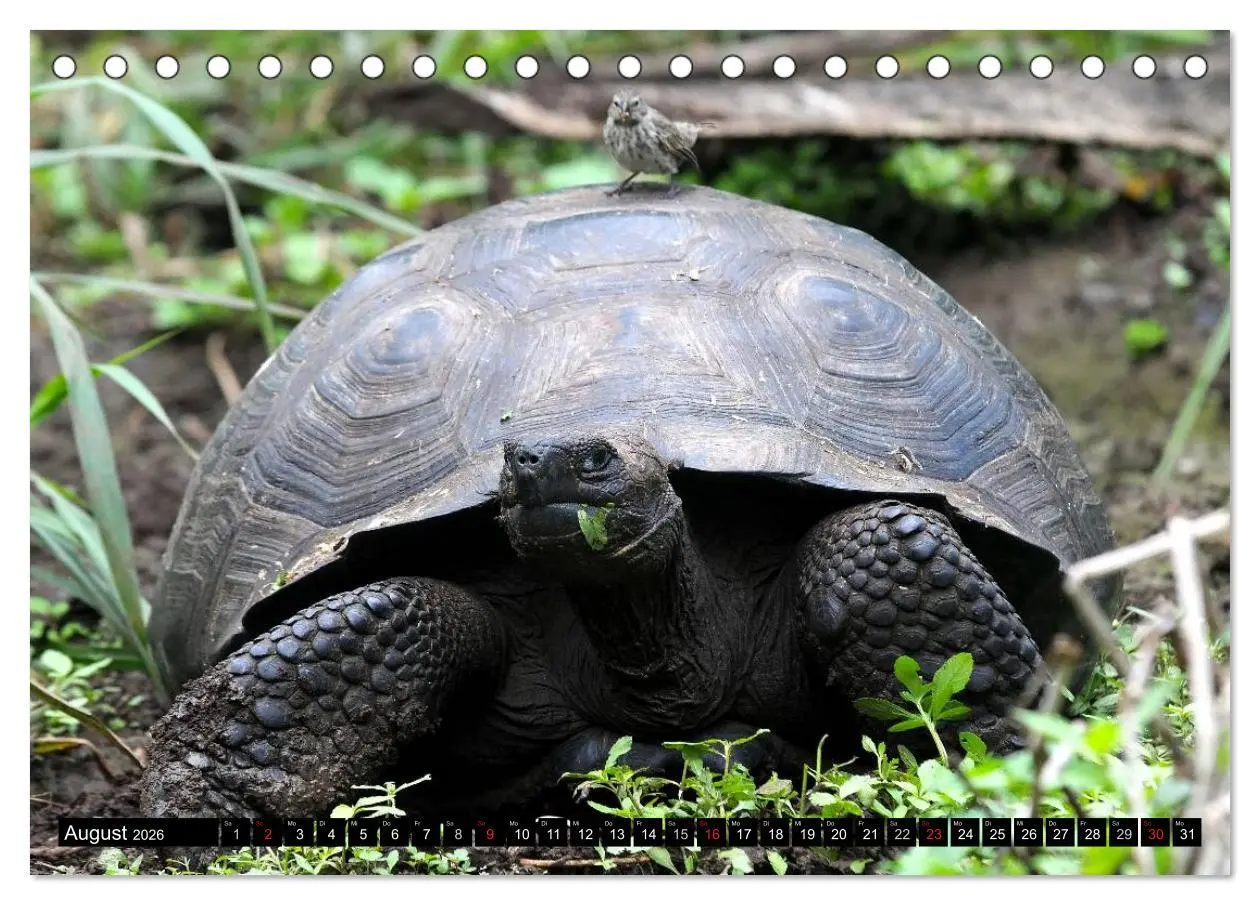 Bild: 9783516141320 | Galapagos Archipel- Faszination Tierwelt (Tischkalender 2026 DIN A5...