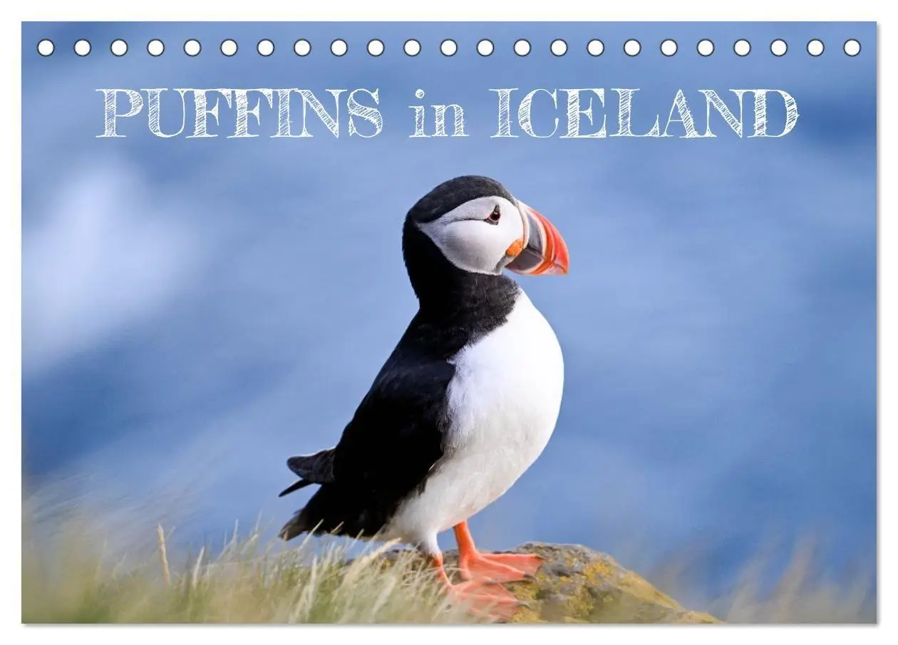 Cover: 9783516691320 | Puffins in Iceland (Desk Calendar 2026 DIN A5 landscape), CALVENDO...