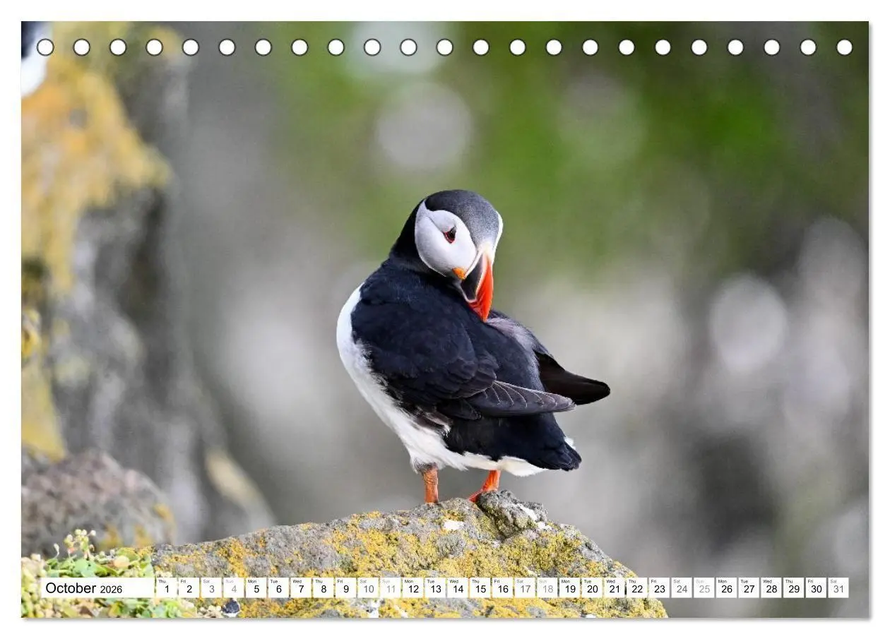Bild: 9783516691320 | Puffins in Iceland (Desk Calendar 2026 DIN A5 landscape), CALVENDO...
