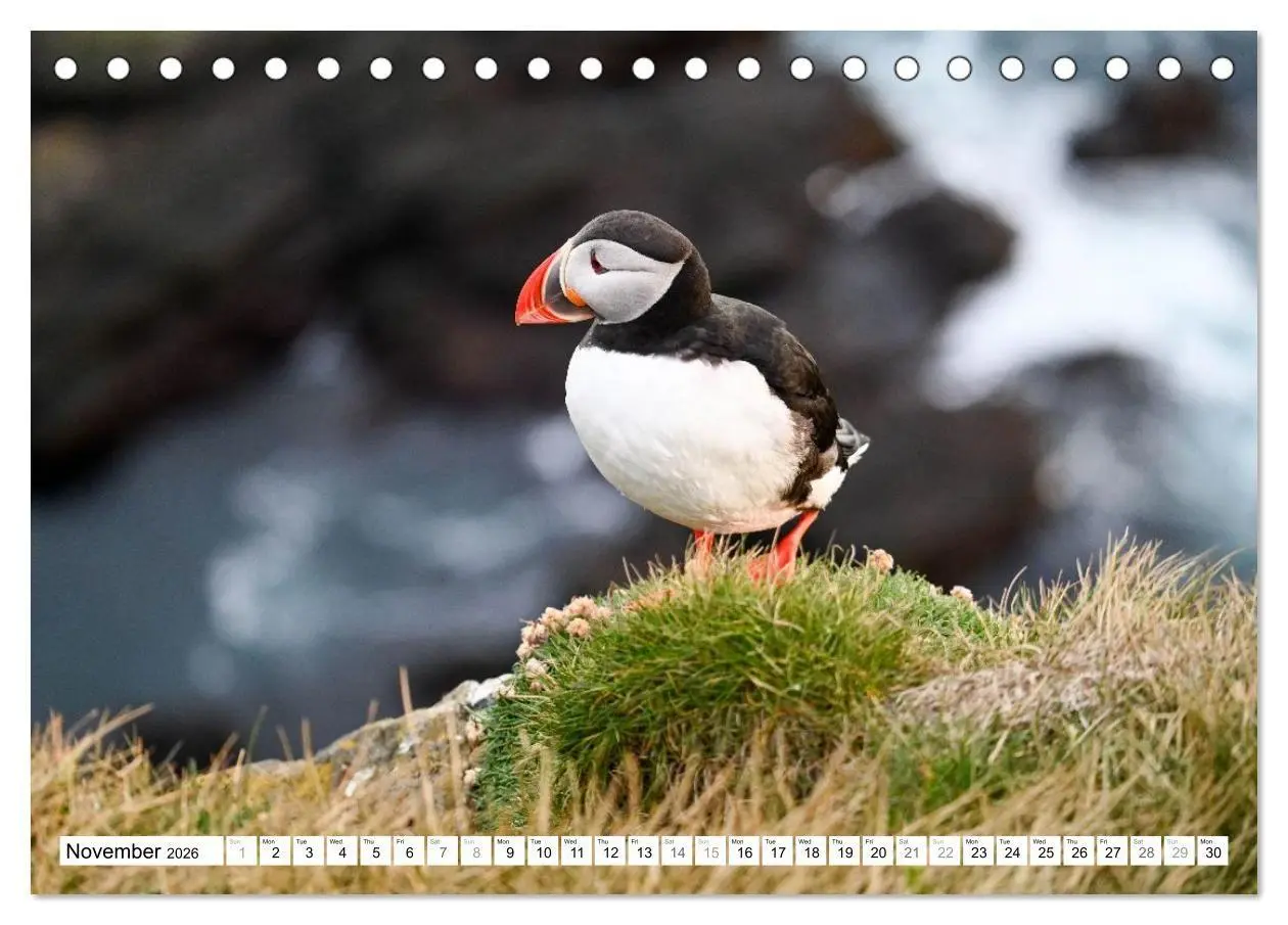 Bild: 9783516691320 | Puffins in Iceland (Desk Calendar 2026 DIN A5 landscape), CALVENDO...
