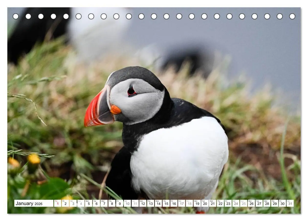 Bild: 9783516691320 | Puffins in Iceland (Desk Calendar 2026 DIN A5 landscape), CALVENDO...