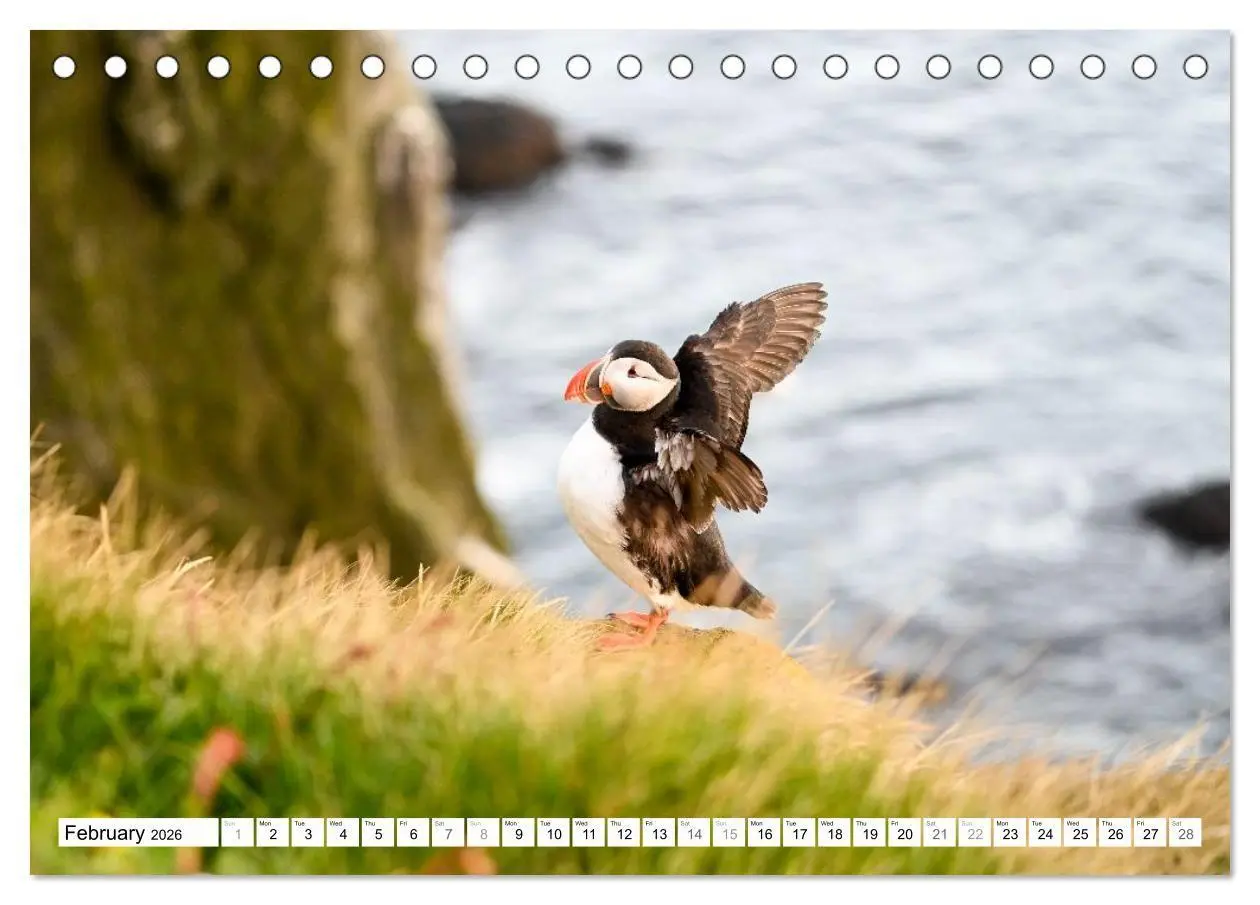 Bild: 9783516691320 | Puffins in Iceland (Desk Calendar 2026 DIN A5 landscape), CALVENDO...