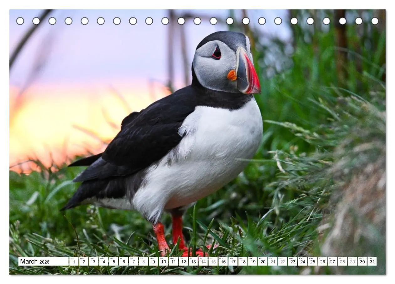Bild: 9783516691320 | Puffins in Iceland (Desk Calendar 2026 DIN A5 landscape), CALVENDO...