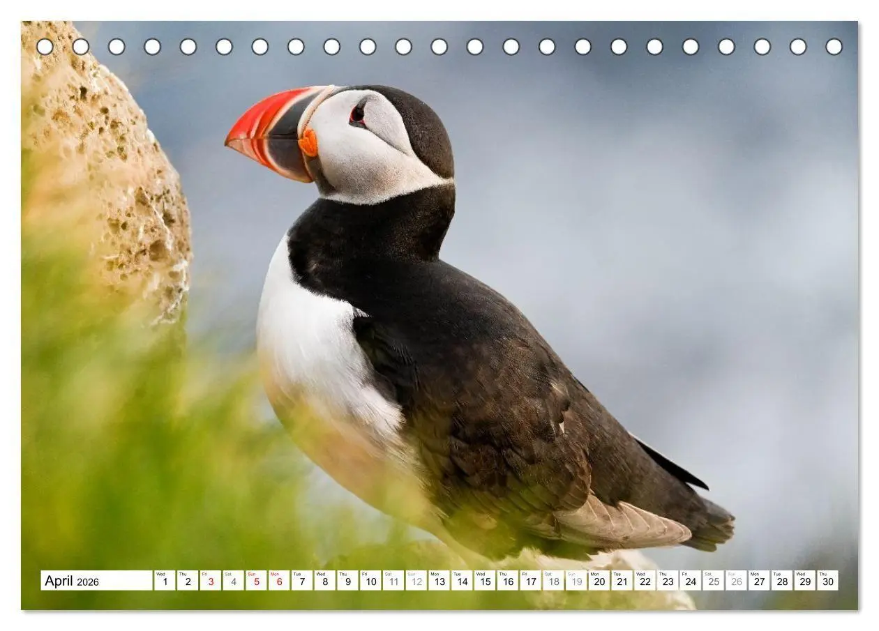 Bild: 9783516691320 | Puffins in Iceland (Desk Calendar 2026 DIN A5 landscape), CALVENDO...