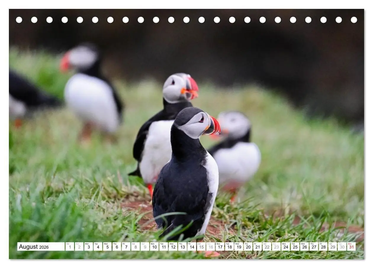 Bild: 9783516691320 | Puffins in Iceland (Desk Calendar 2026 DIN A5 landscape), CALVENDO...