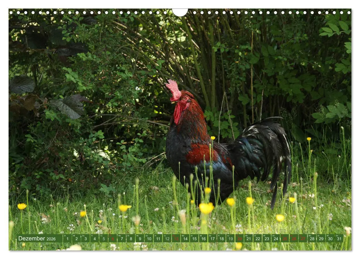 Bild: 9783457731420 | Hannoversches Wendland Verträumtes Landleben (Wandkalender 2026 DIN...