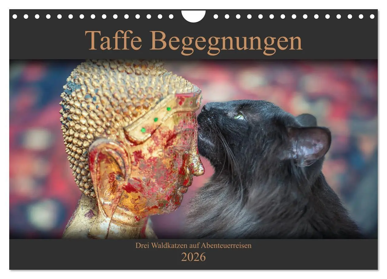 Cover: 9783457971420 | Taffe Begegnungen-Drei Waldkatzen auf Abenteuerreisen (Wandkalender...