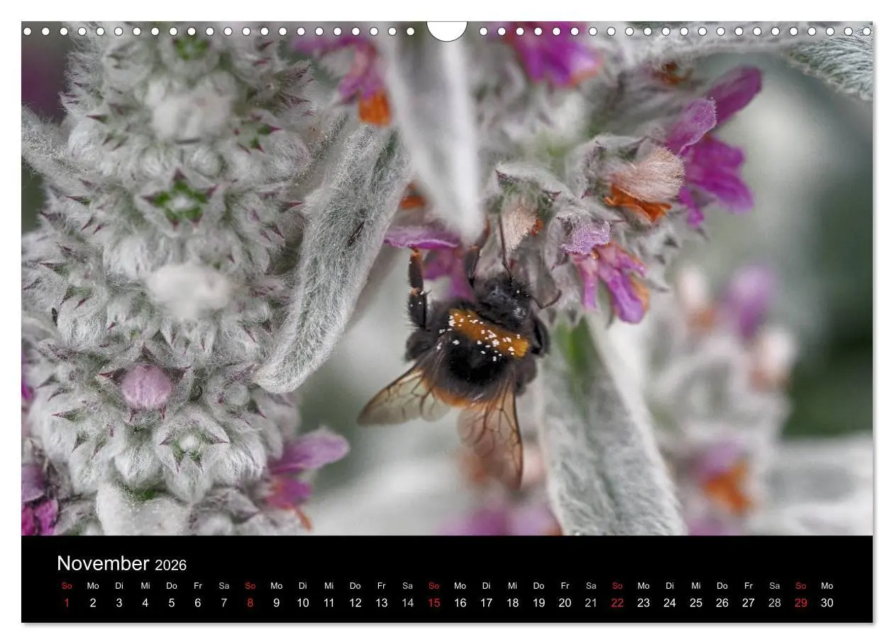 Bild: 9783516131420 | Hummelflug (Wandkalender 2026 DIN A3 quer), CALVENDO Monatskalender