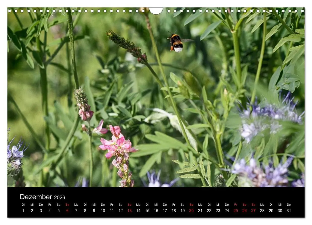Bild: 9783516131420 | Hummelflug (Wandkalender 2026 DIN A3 quer), CALVENDO Monatskalender