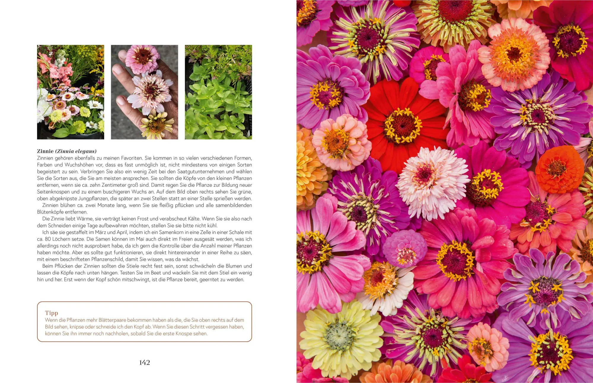Bild: 9783965841420 | Flowers | Rikke Lentz | Buch | 248 S. | Deutsch | 2022 | ZS