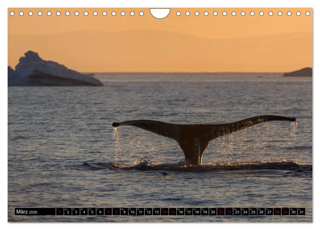 Bild: 9783457891520 | GRÖNLAND Eisfjord und Diskobucht (Wandkalender 2026 DIN A4 quer),...