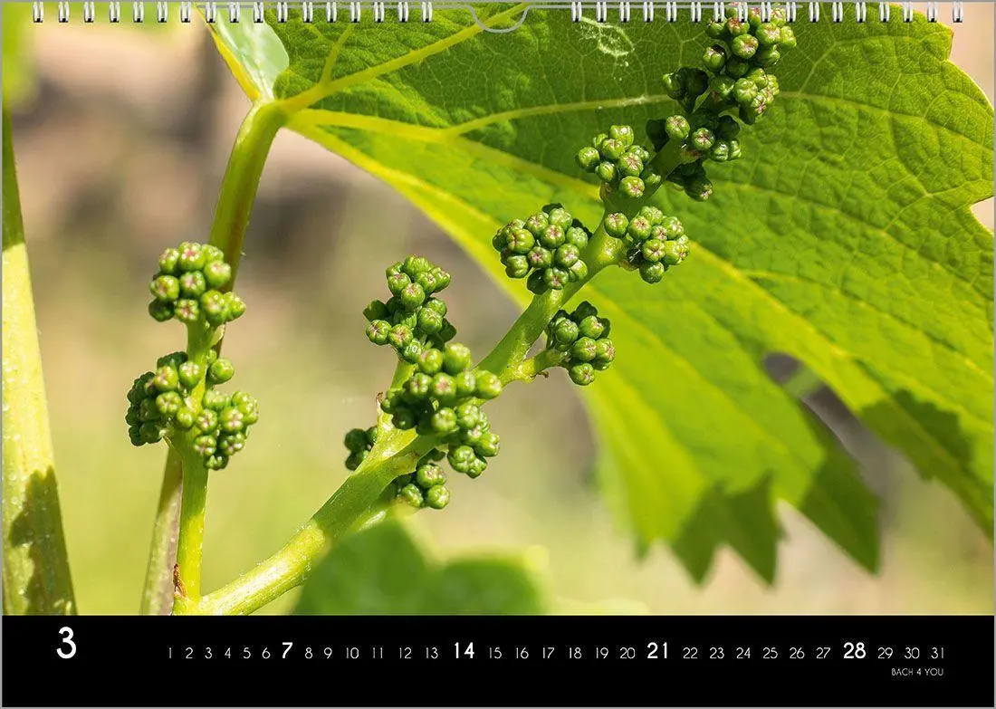 Bild: 9783969031520 | Der Weinkalender 2027, DIN A3 - ein Fotokalender | Peter Bach Jr.