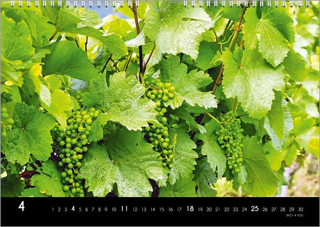 Bild: 9783969031520 | Der Weinkalender 2027, DIN A3 - ein Fotokalender | Peter Bach Jr.