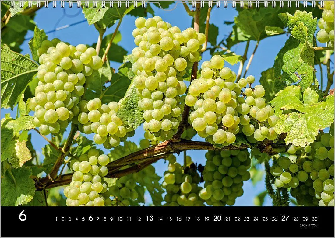 Bild: 9783969031520 | Der Weinkalender 2027, DIN A3 - ein Fotokalender | Peter Bach Jr.