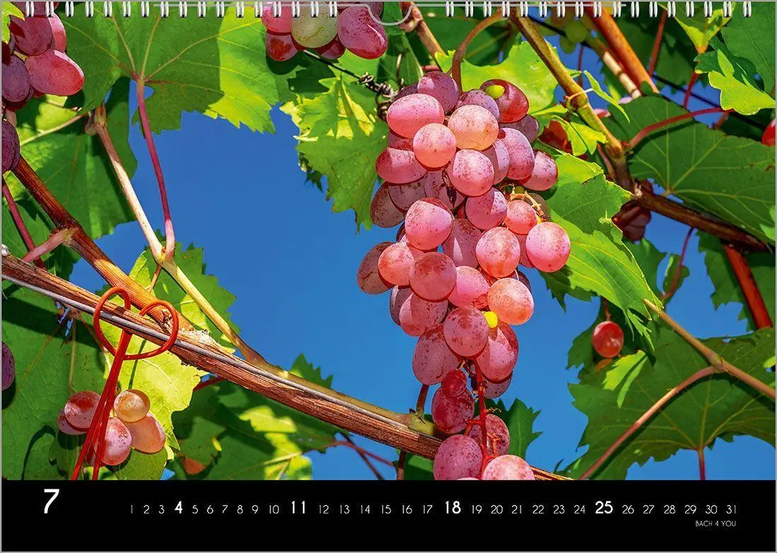 Bild: 9783969031520 | Der Weinkalender 2027, DIN A3 - ein Fotokalender | Peter Bach Jr.