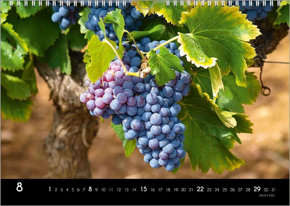 Bild: 9783969031520 | Der Weinkalender 2027, DIN A3 - ein Fotokalender | Peter Bach Jr.