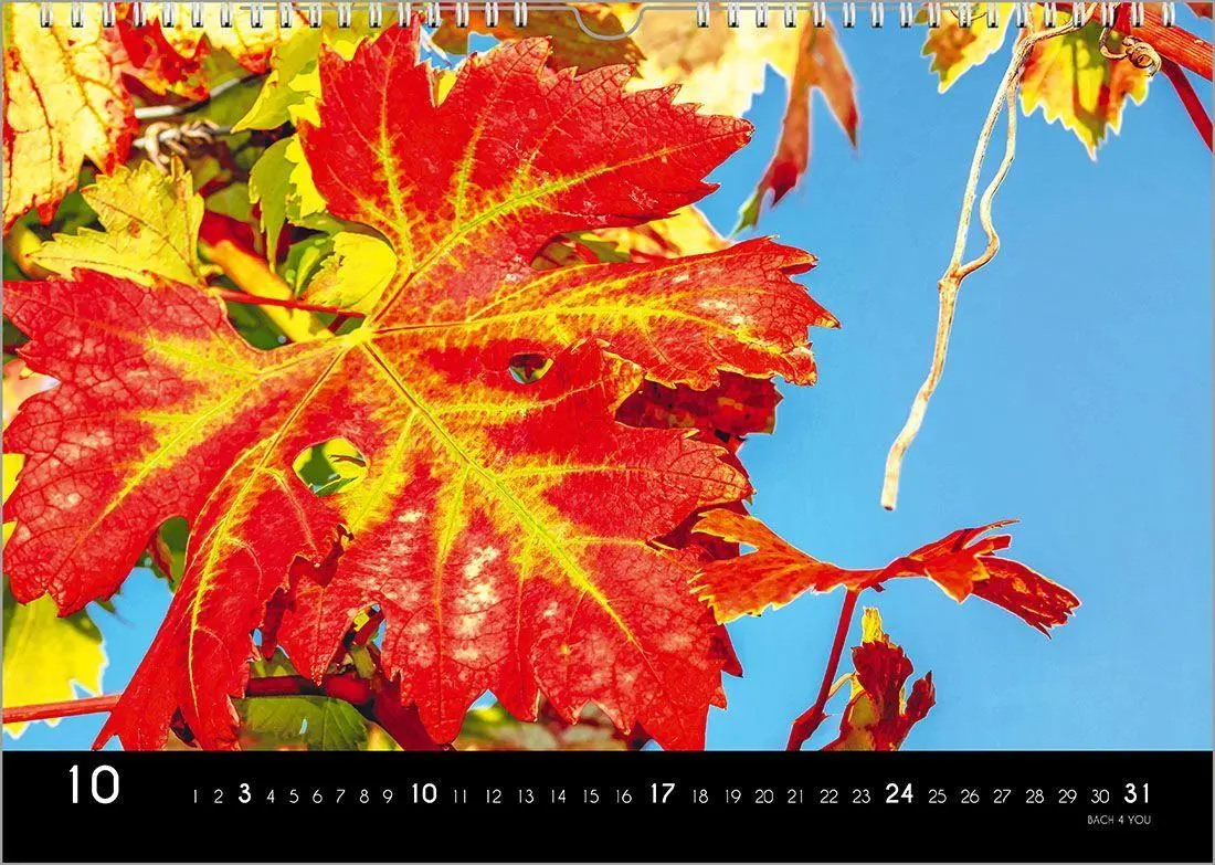 Bild: 9783969031520 | Der Weinkalender 2027, DIN A3 - ein Fotokalender | Peter Bach Jr.