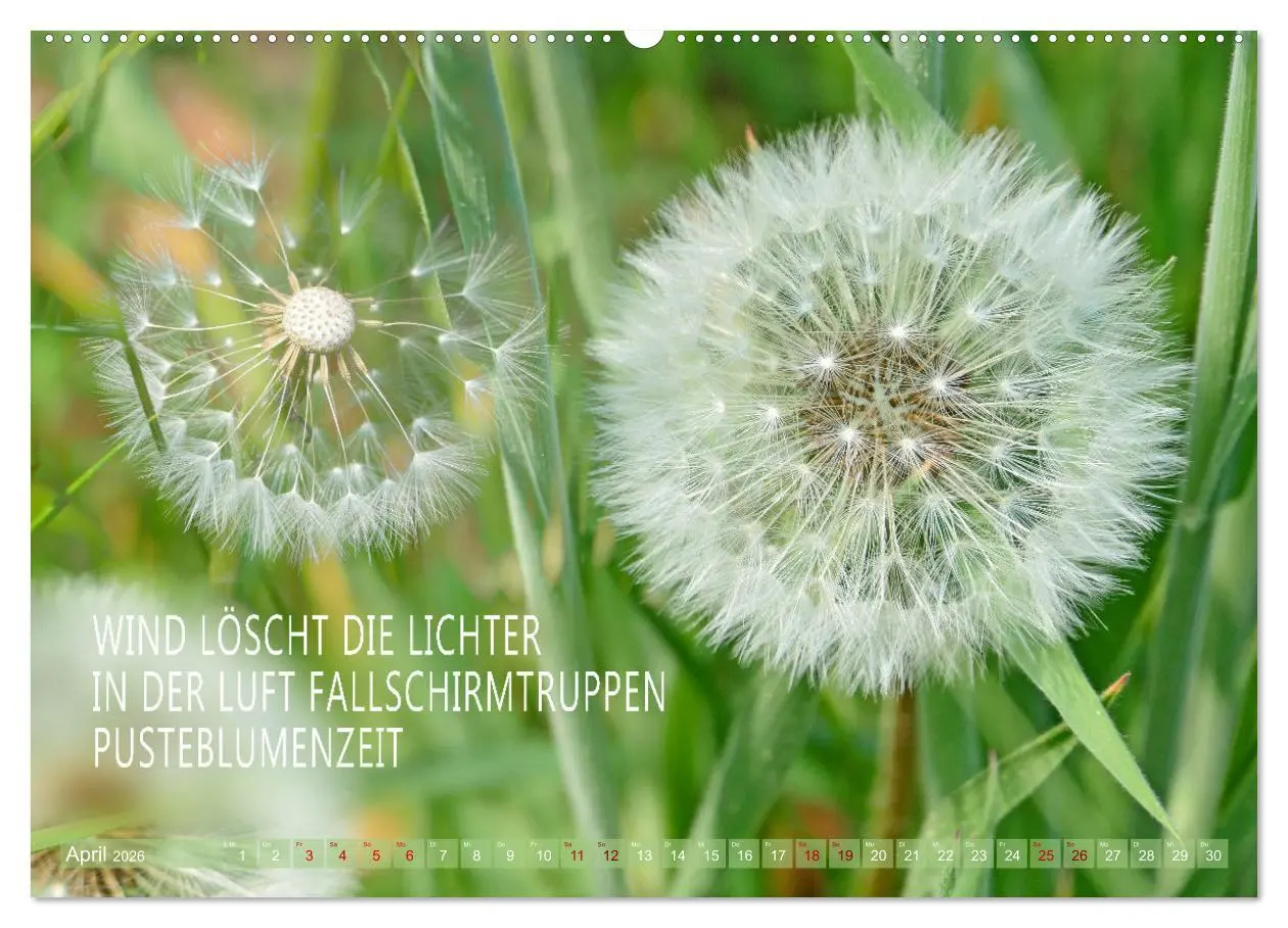 Bild: 9783457401620 | Haiku Poesie in Wort und Bild (hochwertiger Premium Wandkalender...