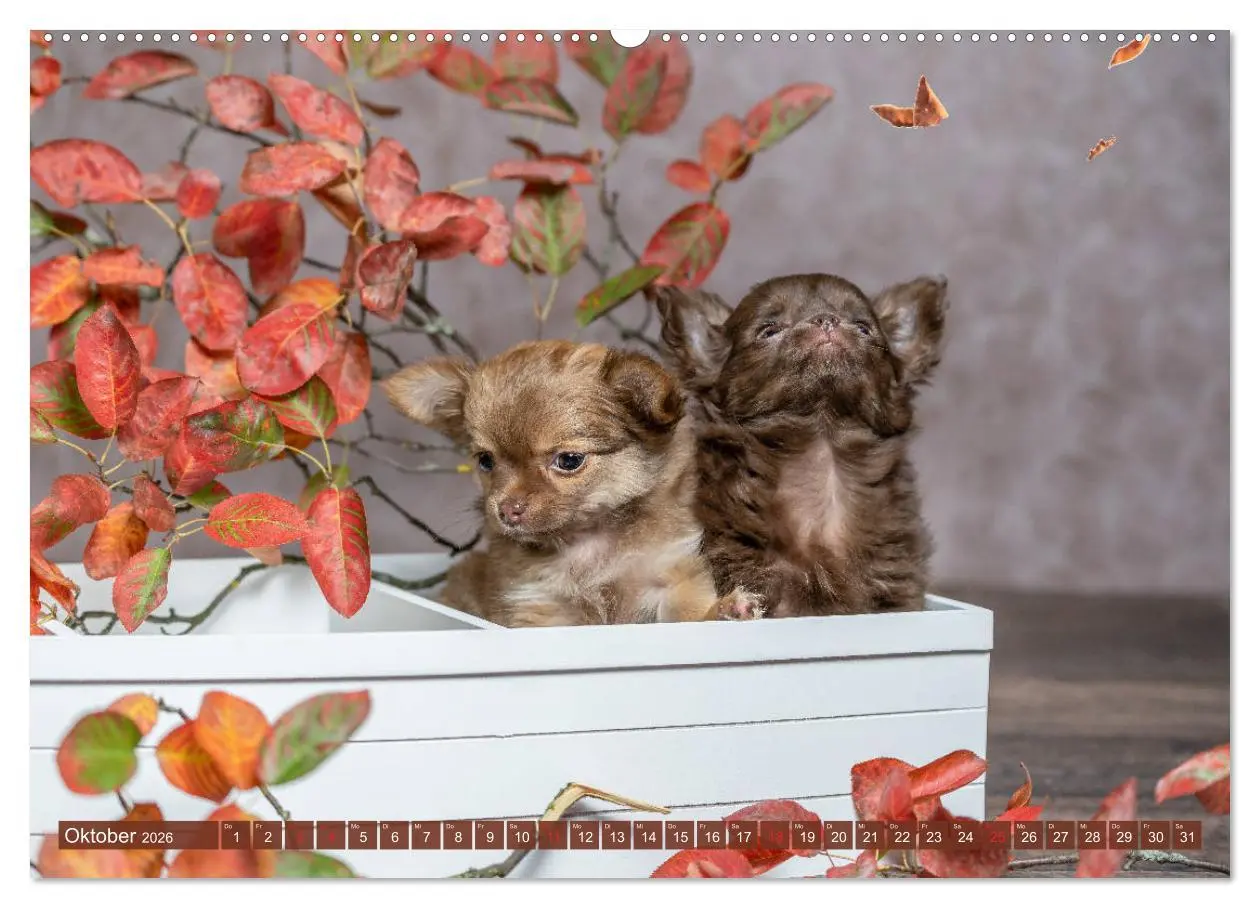 Bild: 9783457711620 | Chihuahua-Babys - Amy und Angel im Studio (hochwertiger Premium...