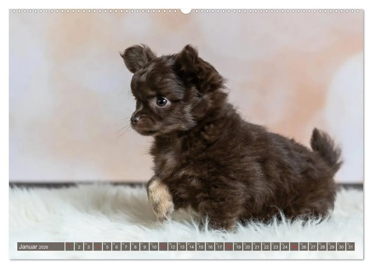 Bild: 9783457711620 | Chihuahua-Babys - Amy und Angel im Studio (hochwertiger Premium...
