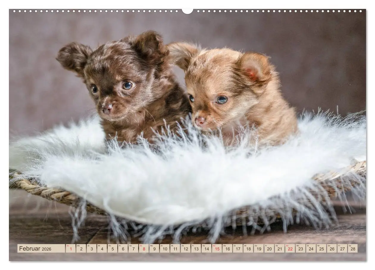 Bild: 9783457711620 | Chihuahua-Babys - Amy und Angel im Studio (hochwertiger Premium...