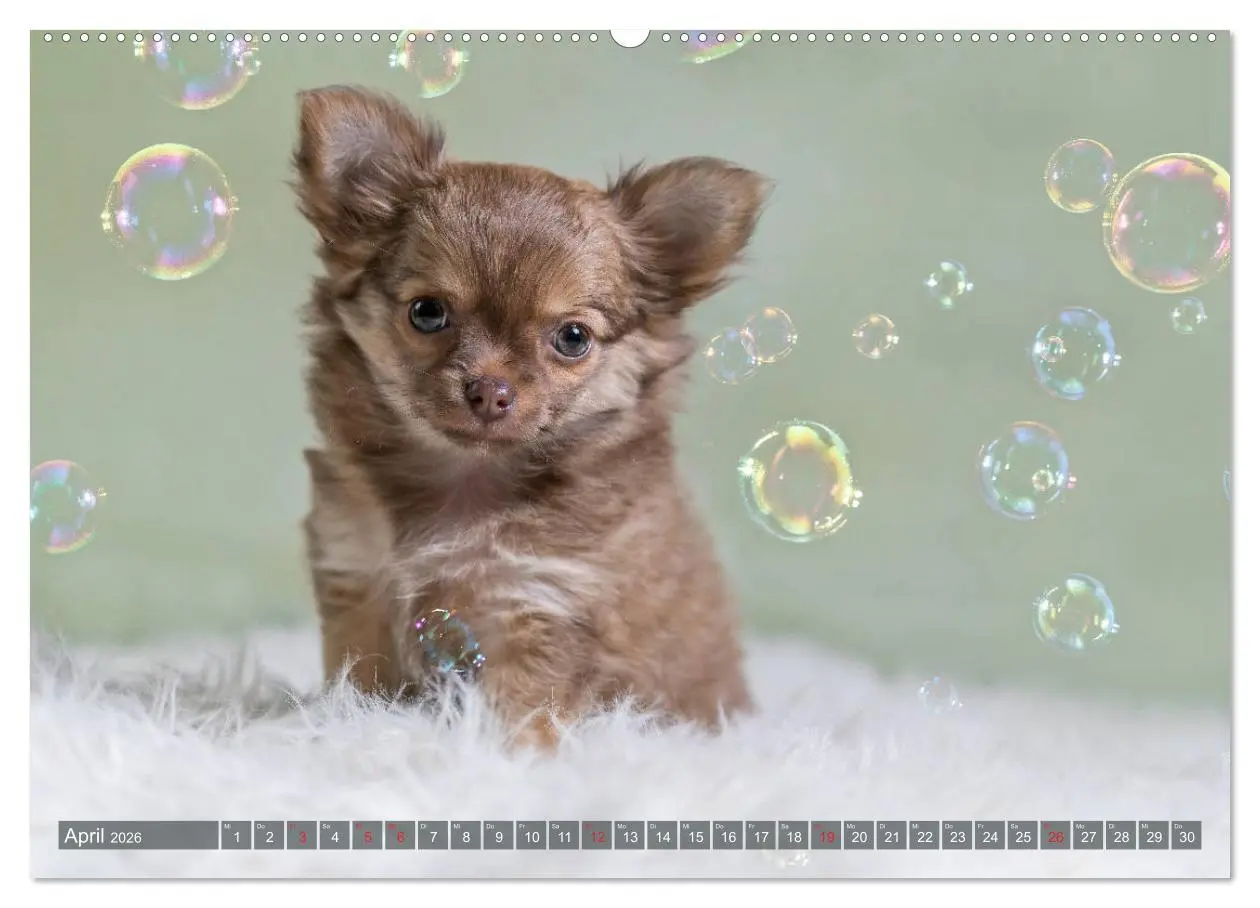 Bild: 9783457711620 | Chihuahua-Babys - Amy und Angel im Studio (hochwertiger Premium...