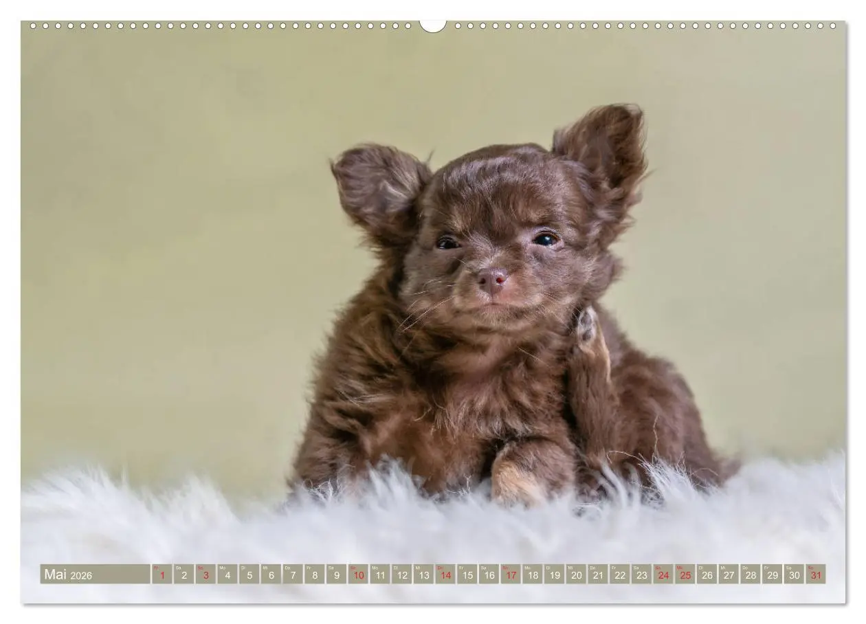 Bild: 9783457711620 | Chihuahua-Babys - Amy und Angel im Studio (hochwertiger Premium...