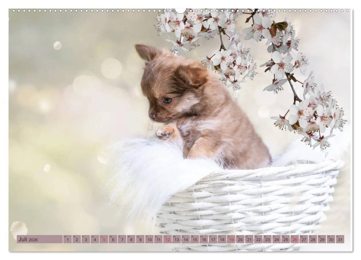 Bild: 9783457711620 | Chihuahua-Babys - Amy und Angel im Studio (hochwertiger Premium...