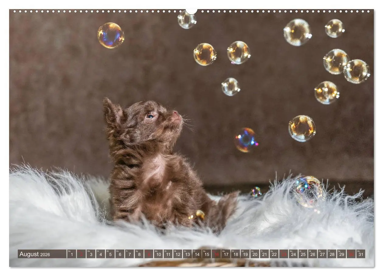 Bild: 9783457711620 | Chihuahua-Babys - Amy und Angel im Studio (hochwertiger Premium...