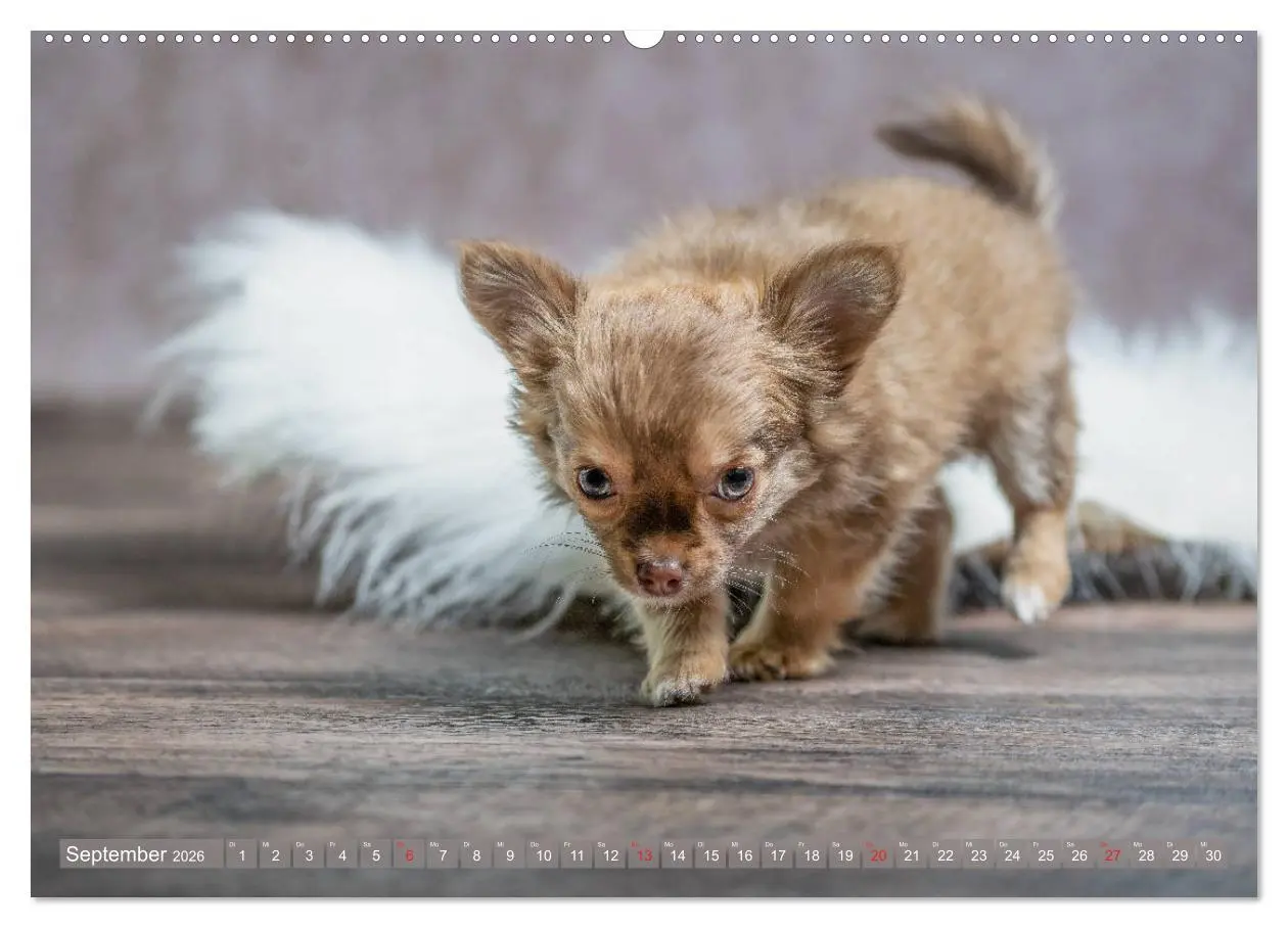 Bild: 9783457711620 | Chihuahua-Babys - Amy und Angel im Studio (hochwertiger Premium...