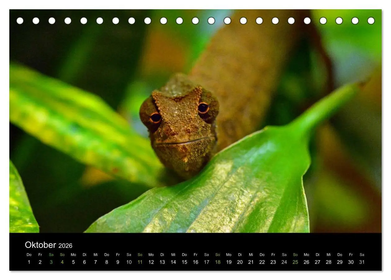 Bild: 9783516111620 | Reptilien (Tischkalender 2026 DIN A5 quer), CALVENDO Monatskalender