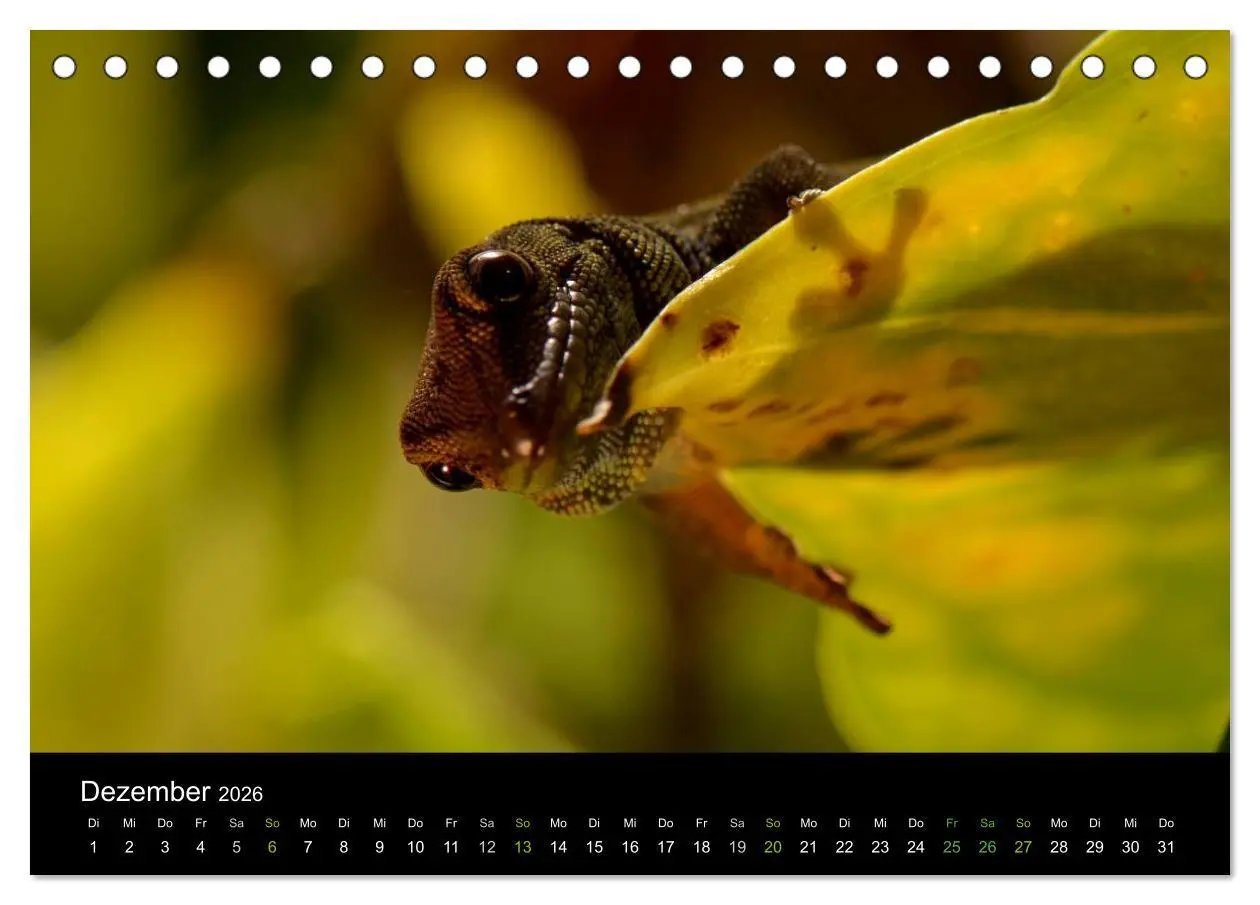 Bild: 9783516111620 | Reptilien (Tischkalender 2026 DIN A5 quer), CALVENDO Monatskalender