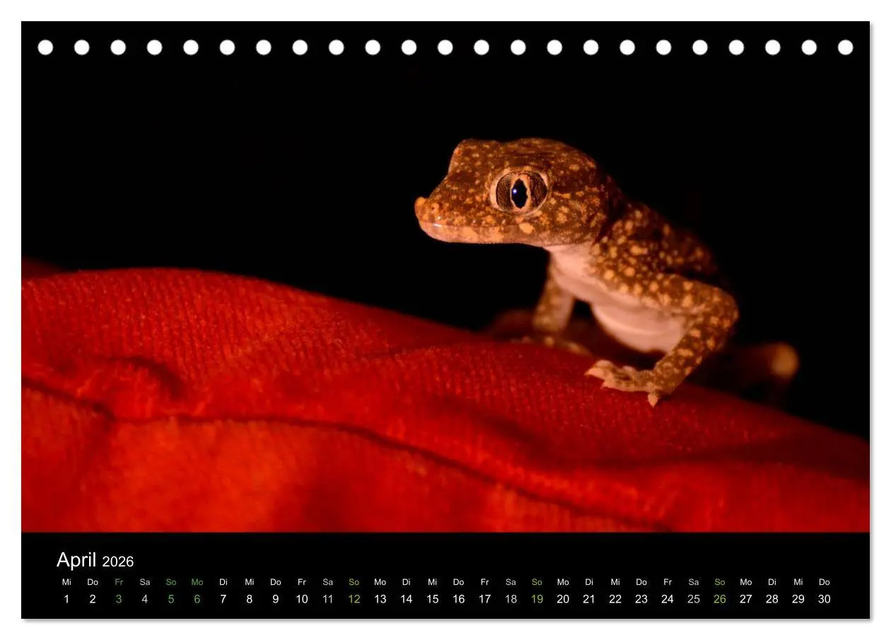 Bild: 9783516111620 | Reptilien (Tischkalender 2026 DIN A5 quer), CALVENDO Monatskalender