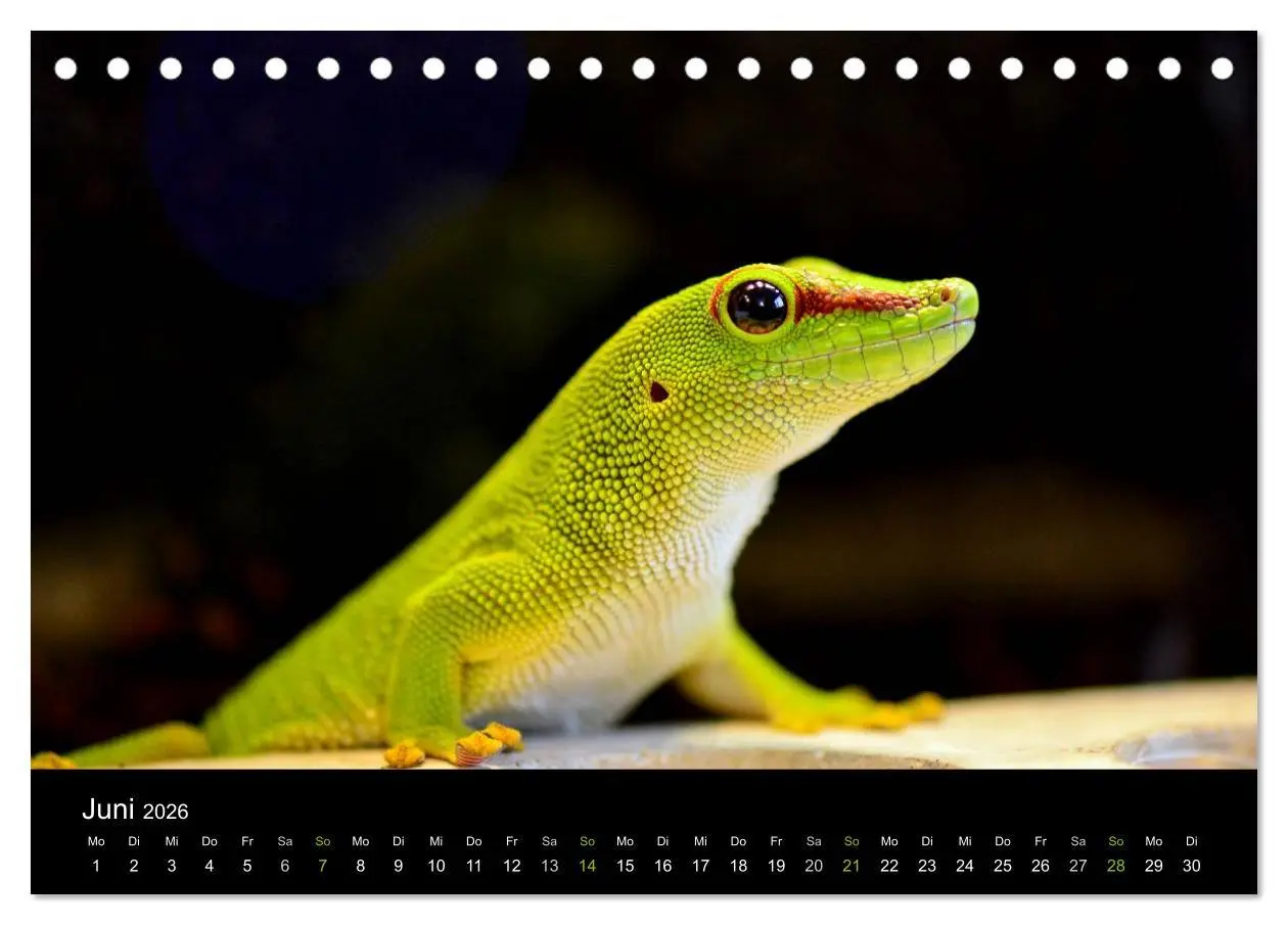 Bild: 9783516111620 | Reptilien (Tischkalender 2026 DIN A5 quer), CALVENDO Monatskalender