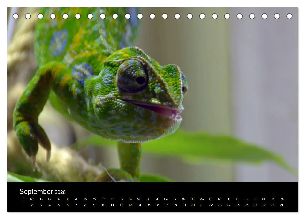 Bild: 9783516111620 | Reptilien (Tischkalender 2026 DIN A5 quer), CALVENDO Monatskalender