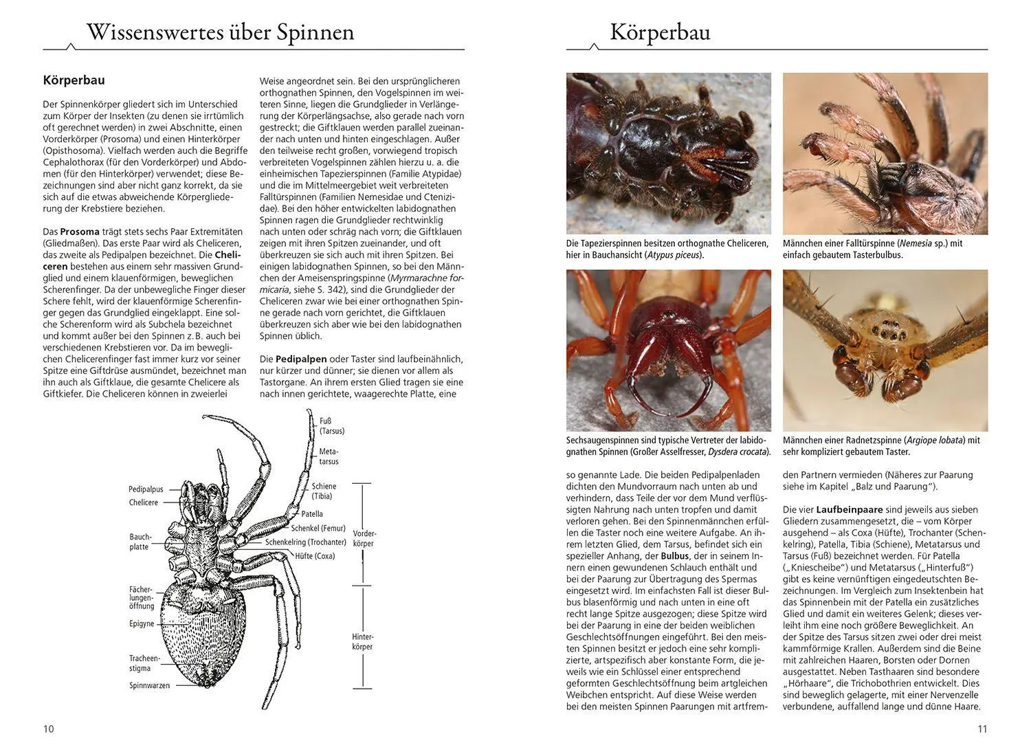 Bild: 9783440181720 | Der Kosmos Spinnenführer | Heiko Bellmann (u. a.) | Taschenbuch | 2025