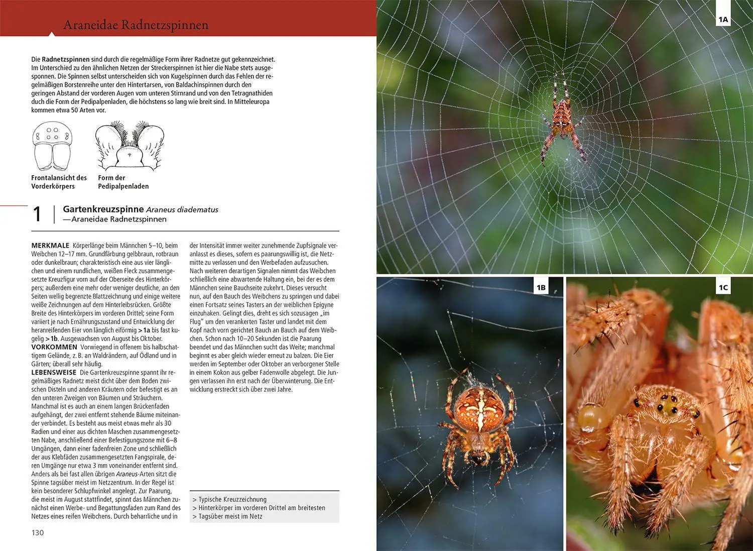 Bild: 9783440181720 | Der Kosmos Spinnenführer | Heiko Bellmann (u. a.) | Taschenbuch | 2025