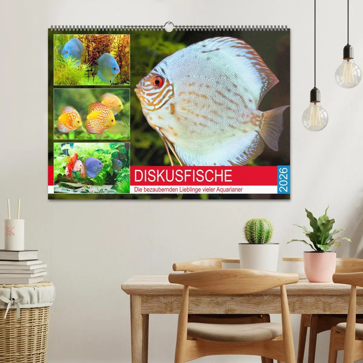 Bild: 9783457791820 | Diskusfische. Die bezaubernden Lieblinge vieler Aquarianer...