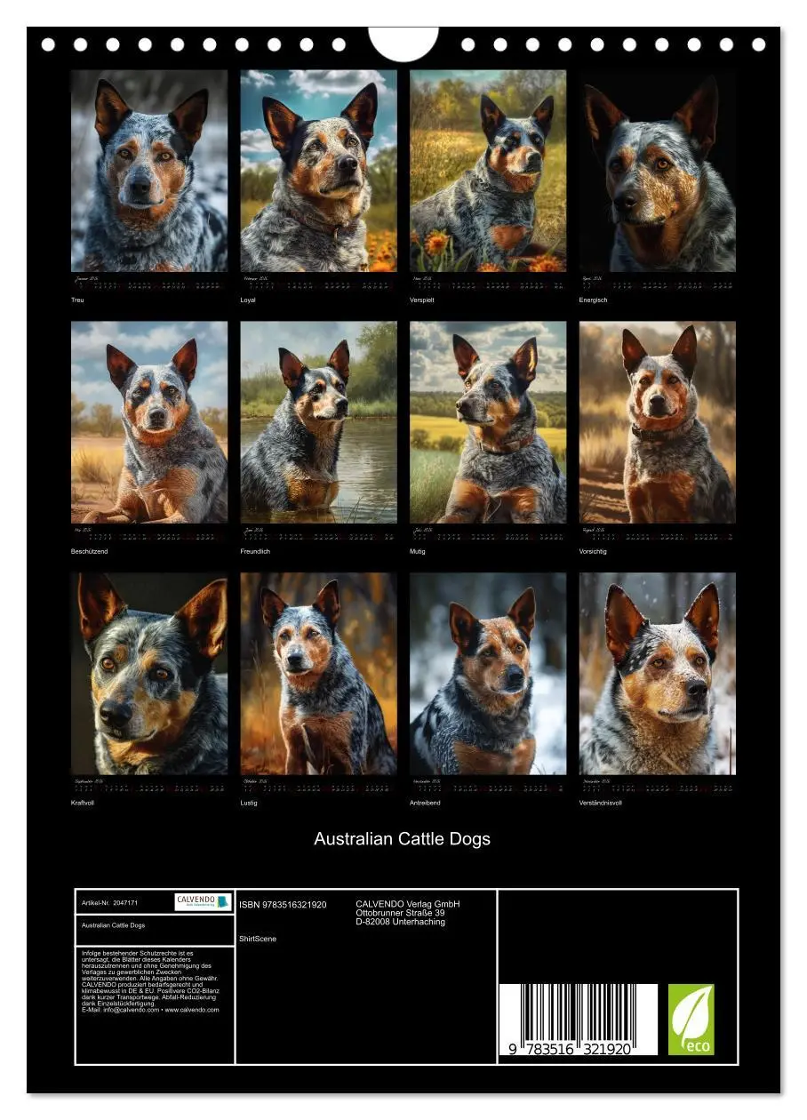 Bild: 9783516321920 | Australian Cattle Dogs (Wandkalender 2026 DIN A4 hoch), CALVENDO...