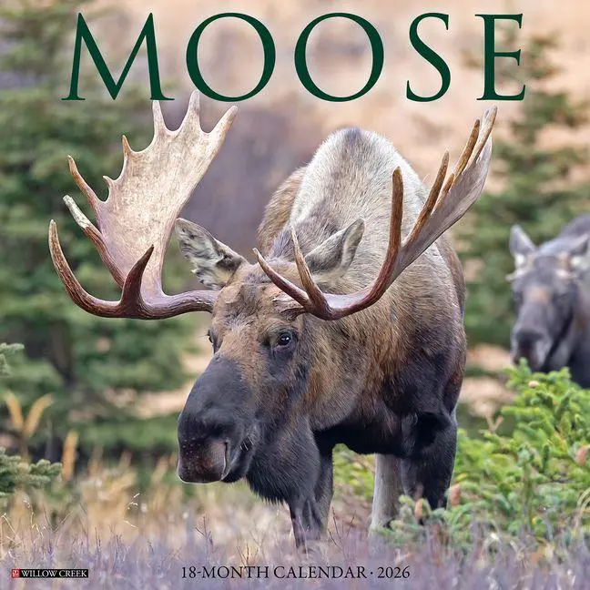 Cover: 9781549252020 | Moose 2026 Wall Calendar | Willow Creek Press | Kalender | Englisch