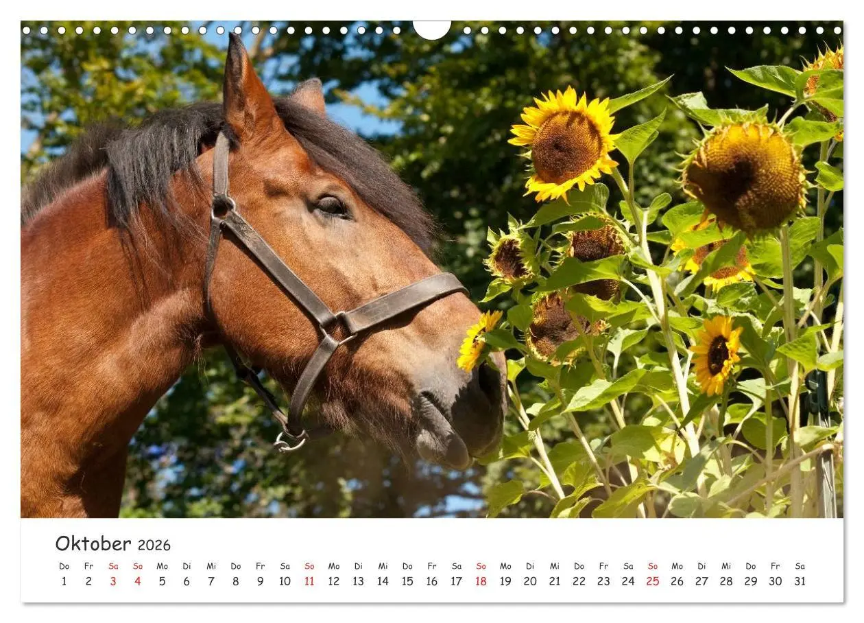 Bild: 9783457982020 | Kaltblut - schwere Pferde mit Herz (Wandkalender 2026 DIN A3 quer),...
