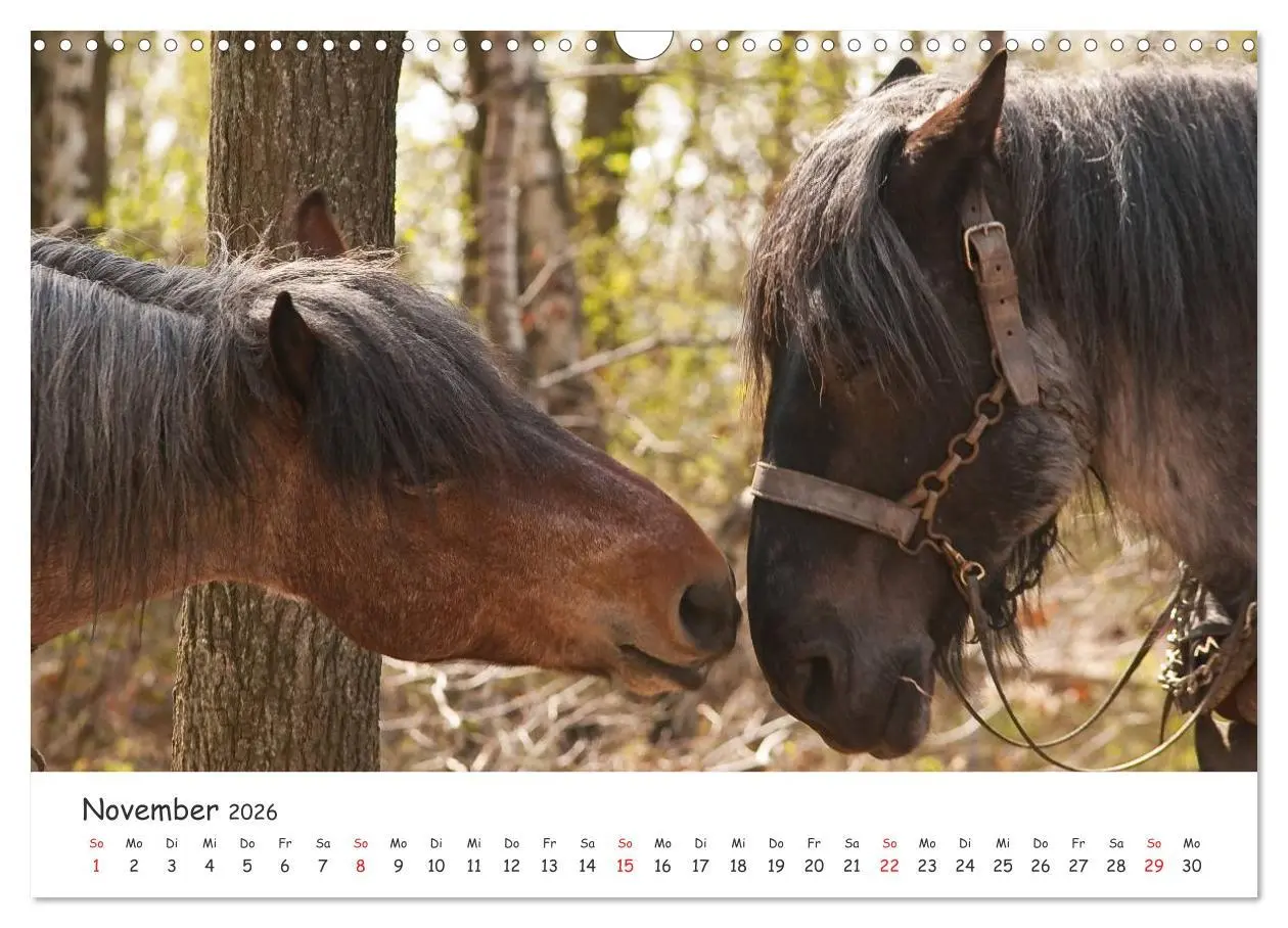 Bild: 9783457982020 | Kaltblut - schwere Pferde mit Herz (Wandkalender 2026 DIN A3 quer),...