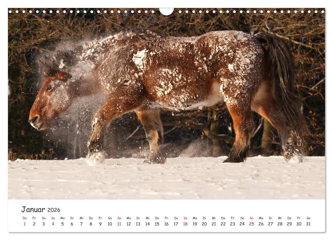 Bild: 9783457982020 | Kaltblut - schwere Pferde mit Herz (Wandkalender 2026 DIN A3 quer),...