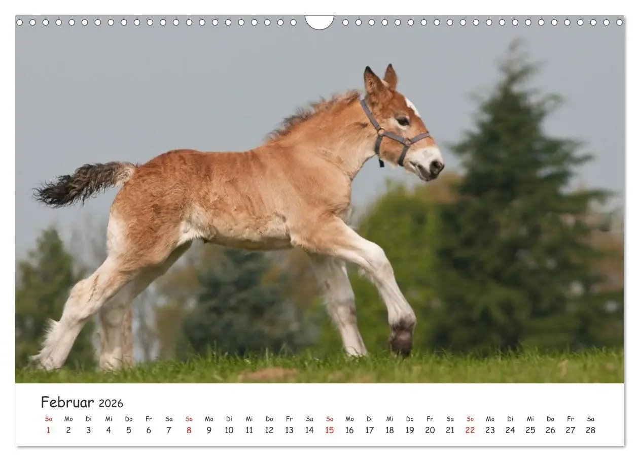Bild: 9783457982020 | Kaltblut - schwere Pferde mit Herz (Wandkalender 2026 DIN A3 quer),...