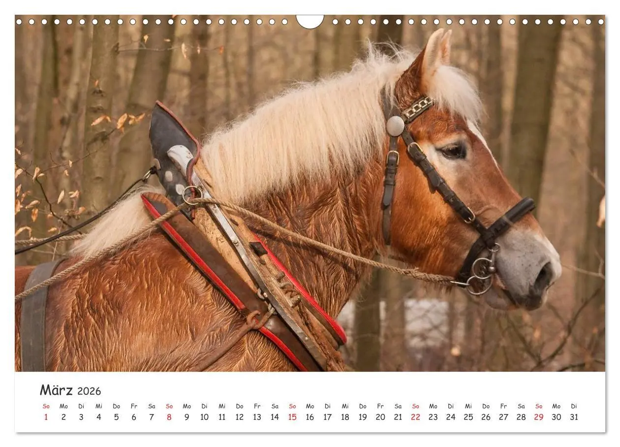 Bild: 9783457982020 | Kaltblut - schwere Pferde mit Herz (Wandkalender 2026 DIN A3 quer),...