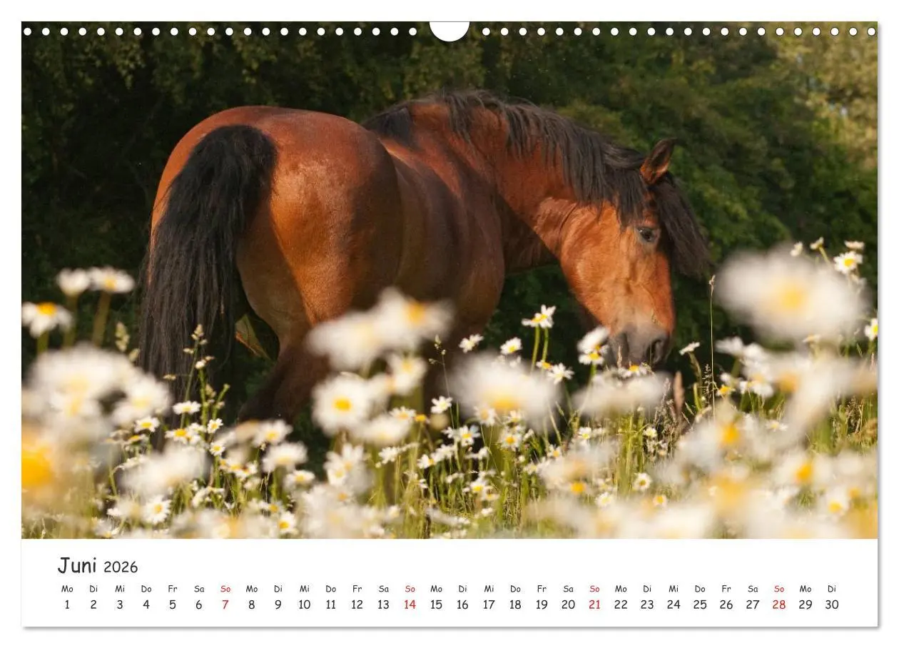 Bild: 9783457982020 | Kaltblut - schwere Pferde mit Herz (Wandkalender 2026 DIN A3 quer),...